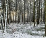 Winter Ardennen (2)